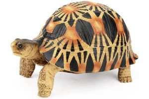 Figurine Astrochelys radiata